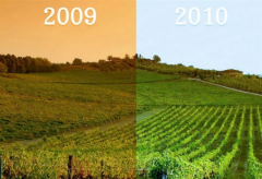 教你怎样识年份，葡萄酒年份差别的表现